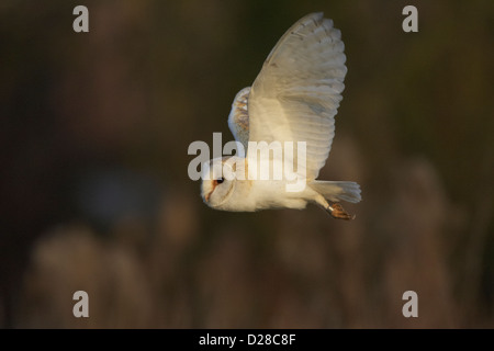Schleiereule im Flug Stockfoto