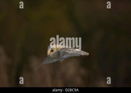 Schleiereule im Flug Stockfoto