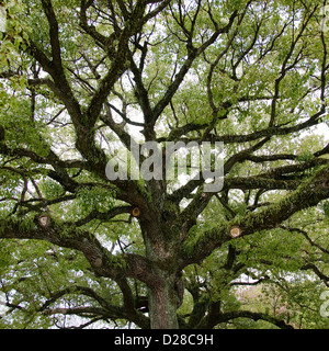 Die Krone des Baumes von unten gesehen mit alten große Zweige und Epiphyten Stockfoto