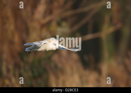 Schleiereule im Flug Stockfoto