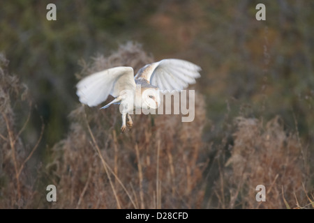 Schleiereule im Flug Stockfoto