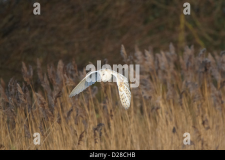 Schleiereule im Flug Stockfoto