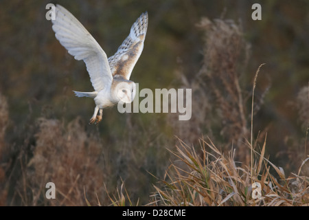 Schleiereule im Flug Stockfoto