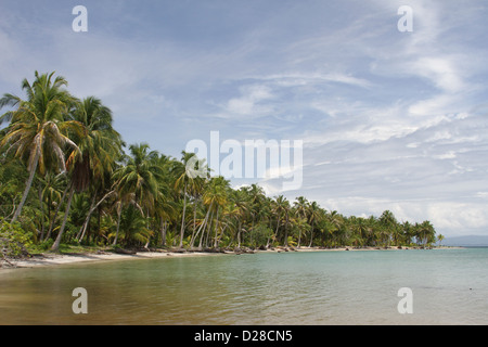 tropische Palmen gesäumten Strand Stockfoto