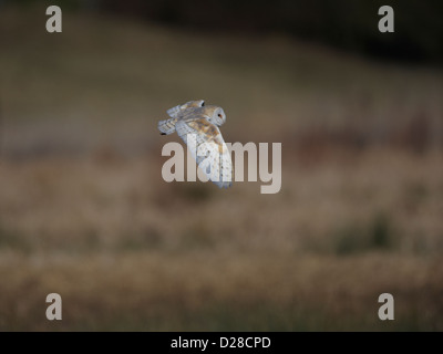 Schleiereule im Flug Stockfoto