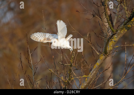 Schleiereule im Flug Stockfoto