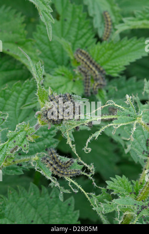 Larven von Tagpfauenauge (Inachis Io) ernähren sich von Brennnesseln (Urtica Dioica) Stockfoto