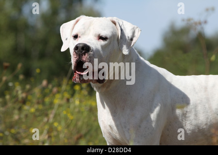 Dogo Argentino Hund / Dogue Argentin (natürlichen Ohren) Erwachsenen Porträt Stockfoto