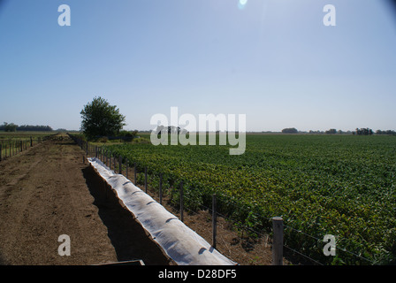 Soja in Argentinien Stockfoto