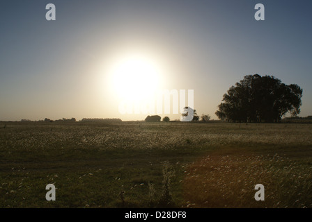 Sonnenuntergang in einem Soja-Feld Stockfoto