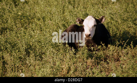 Eine Kuh auf dem Gebiet Stockfoto