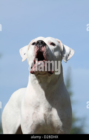 Dogo Argentino Hund / Dogue Argentin (natürlichen Ohren) Erwachsenen Porträt Stockfoto