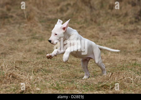 Dogo Argentino Hund / Welpe Dogue Argentin (natürlichen Ohren) ausgeführt Stockfoto