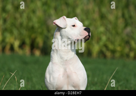 Dogo Argentino Hund / Dogue Argentin (natürlichen Ohren) Erwachsenen Porträt Stockfoto