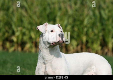 Dogo Argentino Hund / Dogue Argentin (natürlichen Ohren) Erwachsenen Porträt Stockfoto