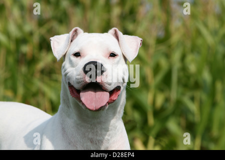 Dogo Argentino Hund / Dogue Argentin (natürlichen Ohren) Erwachsenen Porträt Stockfoto