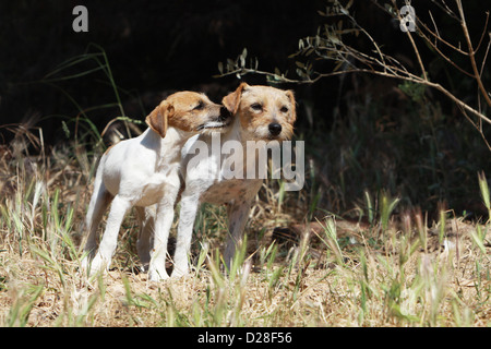 Parson Russell Terrier Erwachsenen Hund und Welpen stehen Küsse Stockfoto