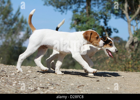 Parson Russell Terrier zwei Hundewelpen zu Fuß in einem Wald Stockfoto