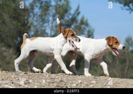Parson Russell Terrier zwei Hundewelpen zu Fuß in einem Wald Stockfoto