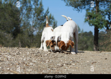 Parson Russell Terrier drei Hundewelpen riechen den Boden Stockfoto