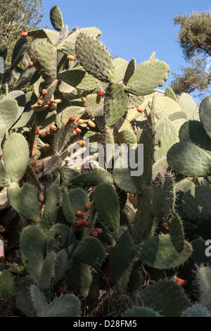 Opuntia, auch Kaktus genannt, der Früchte trägt, Berberdorf des Hohen Atlas, Taroudant, Marokko Stockfoto