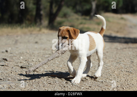 Hund-Parson Russell Terrier-Welpen mit einem Stock in den Mund Stockfoto