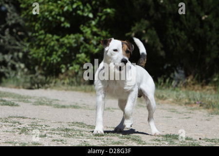 Hund Parson Russell Terrier Erwachsenen stehen Stockfoto