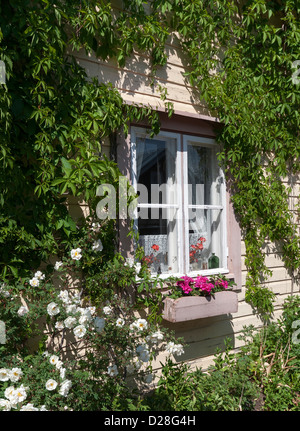 Fenster und Fenster Blumenkasten umgeben von Pflanzen auf eines der traditionellen Holzhäusern in alten Porvoo, Finnland Stockfoto
