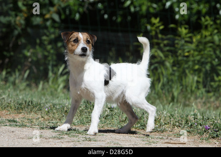 Hund Parson Russell Terrier Erwachsenen stehen Stockfoto