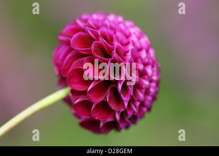 Einzigen rosa Dahlie mit unscharfen Hintergrund Stockfoto