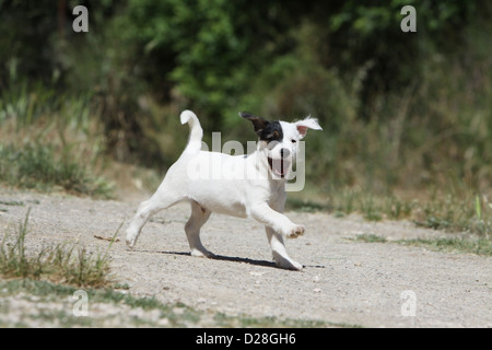 Parson Russell Terrier Welpe Hund Stockfoto