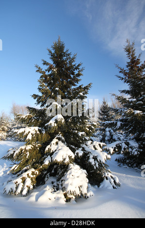 Kanadische Winterlandschaft mit Tanne (Abies) Wald Stockfoto