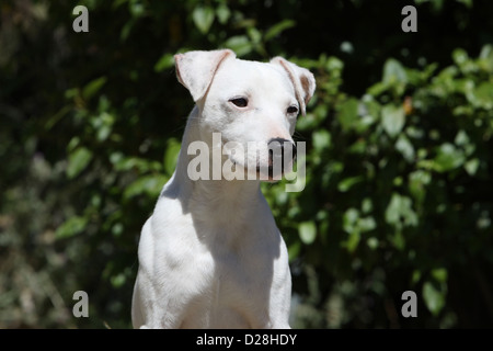 Hund Parson Russell Terrier adult glatte Fell Porträt Stockfoto