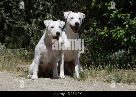 Hund Parson Russell Terrier zwei Erwachsene weiß andere Sorte (glatt und gebrochenen Mantel) sitzen Stockfoto