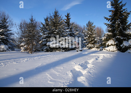 Kanadische Winterlandschaft mit Tanne (Abies) Wald Stockfoto