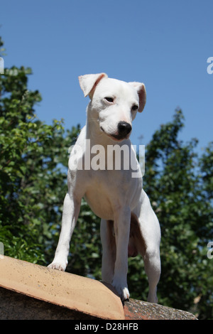 Hund Parson Russell Terrier adult glatte Fell weiß stehend Stockfoto