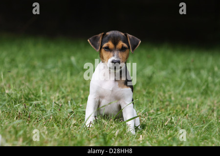 Parson Russell Terrier Welpe Hund Stockfoto