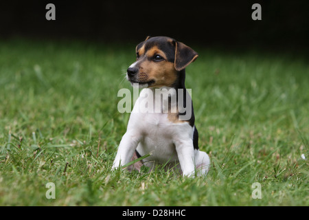 Parson Russell Terrier Welpe Hund Stockfoto