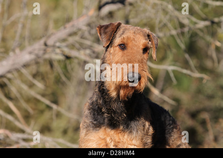 Airedale Terrier Hund / Waterside Terrier adult Porträt Stockfoto