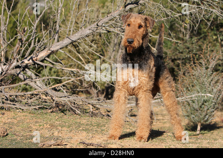 Airedale Terrier Hund / Erwachsenen Waterside Terrier stehend Stockfoto