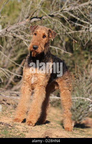 Airedale Terrier Hund / Erwachsenen Waterside Terrier stehend Stockfoto