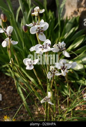Moraea Tricuspidata, Iridaceae, Kapprovinz, Südafrika. Stockfoto