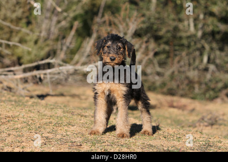 Airedale Terrier Hund / Waterside Terrier Welpe stehend auf einer Wiese Stockfoto