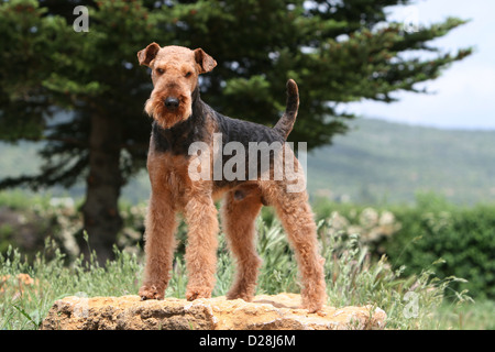 Airedale Terrier Hund / Waterside Terrier Erwachsenen auf einem Felsen steht Stockfoto