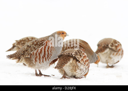 Grey Partridge Herde (Perdix Perdix) im winter Stockfoto