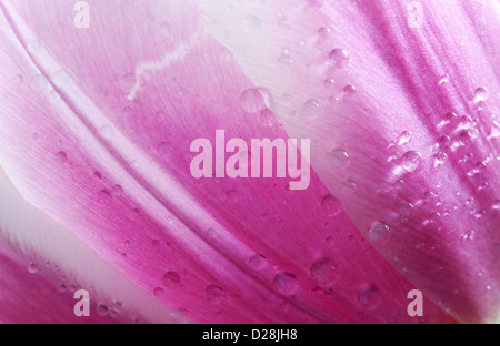 Makroaufnahme einer lila Tulpe mit Wasser Tropfen Stockfoto