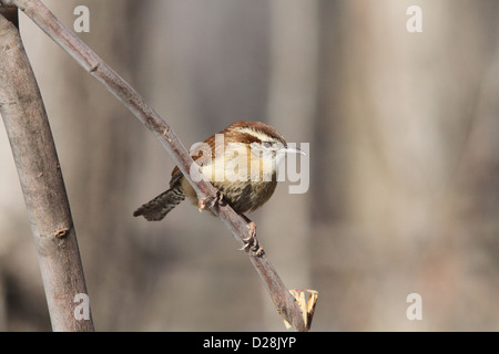 Detaillierten Carolina Zaunkönig Vogel auf einheitlichen Hintergrund isoliert. Stockfoto