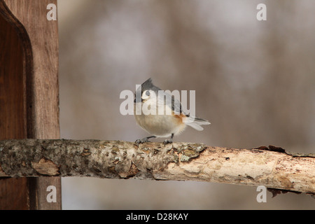 Tufted Meise (Baeolophus bicolor) im winter Stockfoto