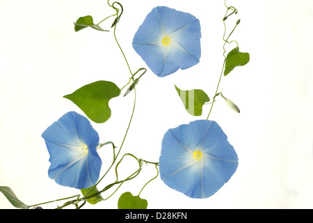 Morning Glory-Blumen Stockfoto