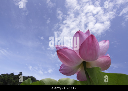 Lotus Blume und blauer Himmel mit Wolken Stockfoto